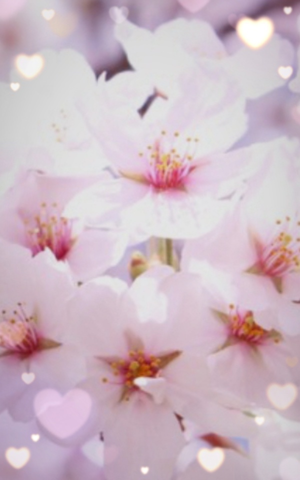 ✨双葉です✨｜写メ日記｜双葉｜鶯谷 人妻デリヘル ＭＣロイヤル