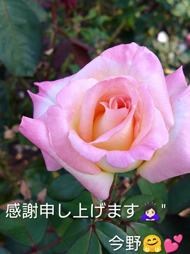 今野の御礼ブログ｜写メ日記｜今野｜鶯谷 人妻デリヘル ＭＣロイヤル