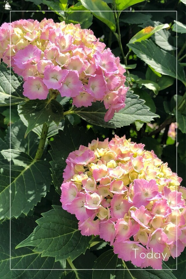 おはようございます