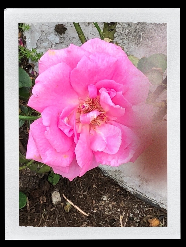 こんにちは｜写メ日記｜名倉｜鶯谷 人妻デリヘル ＭＣロイヤル