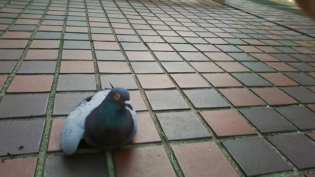 💌会社の💌｜写メ日記｜笹木｜鶯谷 人妻デリヘル ＭＣロイヤル