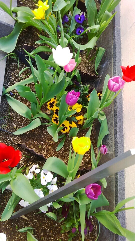 🌷春には🌷｜写メ日記｜笹木｜鶯谷 人妻デリヘル ＭＣロイヤル