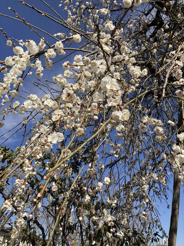 春の陽気｜写メ日記｜志摩｜鶯谷 人妻デリヘル ＭＣロイヤル