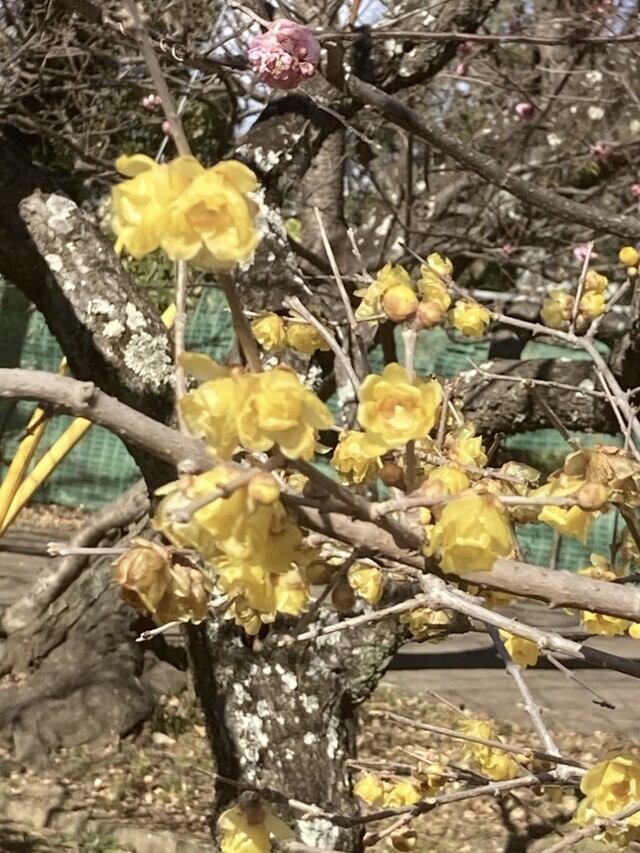 26日のお礼♡｜写メ日記｜志摩｜鶯谷 人妻デリヘル ＭＣロイヤル