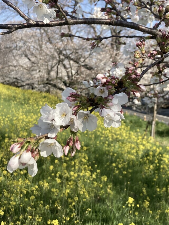 お詫びと出勤のこと｜写メ日記｜志摩｜鶯谷 人妻デリヘル ＭＣロイヤル