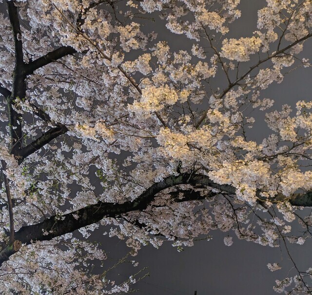 うっとり｜写メ日記｜舞｜鶯谷 人妻デリヘル ＭＣロイヤル