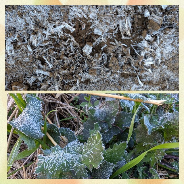 葉っぱの上にも|写メ日記|しょうこ|鶯谷 人妻デリヘル SCENE(シーン)