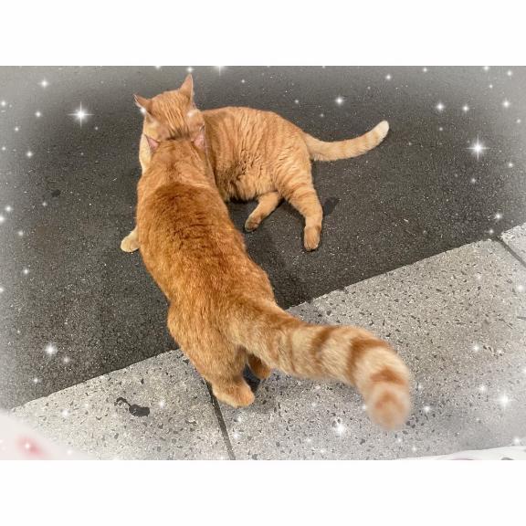 猫も歩けば棒にあたる