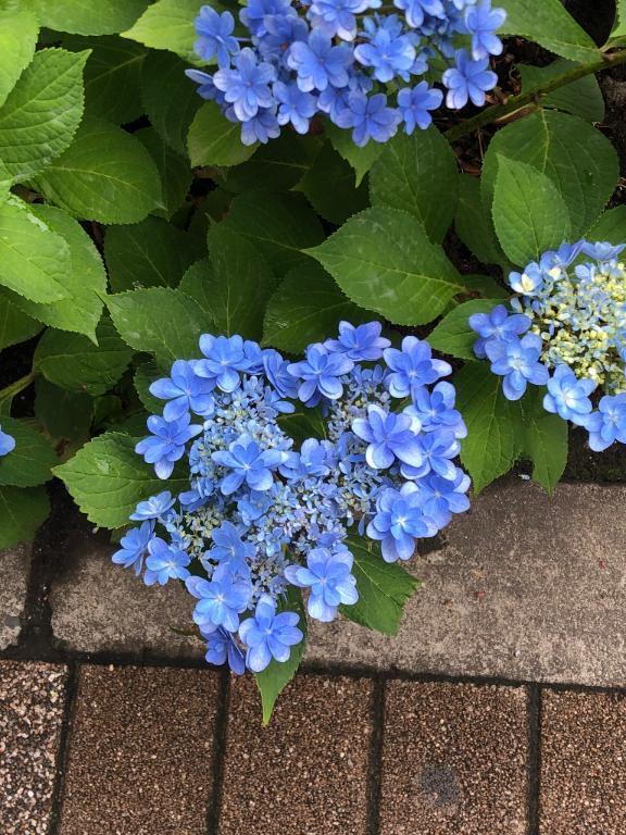 またね〜｜写メ日記｜あん｜上野・浅草・秋葉原 一般デリヘル ぷるりんクエスト 上野浅草鶯谷秋葉原デリヘル王国