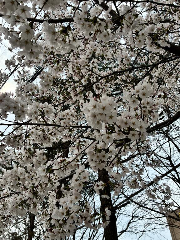 お久しぶりです｜写メ日記｜りいな｜上野・浅草・秋葉原 一般デリヘル ぷるりんクエスト 上野浅草鶯谷秋葉原デリヘル王国