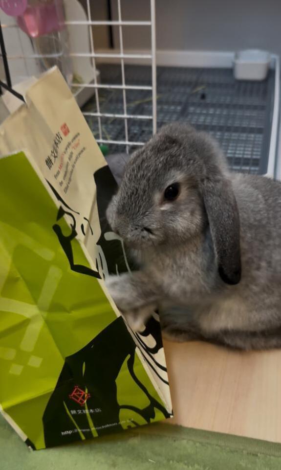 お土産の袋に興味津々｜写メ日記｜あや｜上野・浅草・秋葉原 一般デリヘル ぷるりんクエスト 上野浅草鶯谷秋葉原デリヘル王国