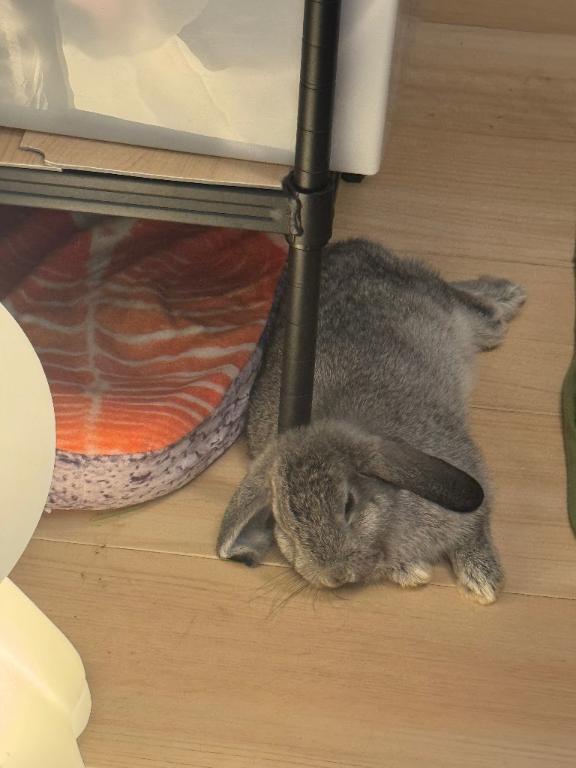 ねむねむ｜写メ日記｜あや｜上野・浅草・秋葉原 一般デリヘル ぷるりんクエスト 上野浅草鶯谷秋葉原デリヘル王国