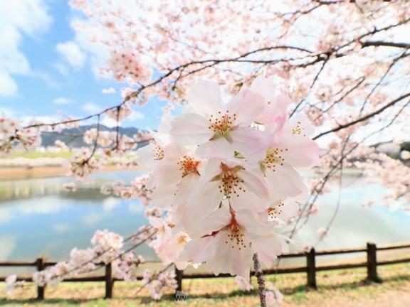 ごめんなさい