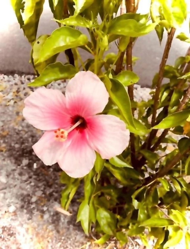 今週の出勤♡｜写メ日記｜岡野かおり｜銀座・新橋・汐留 出張エステ Mrs. Dandy Ginza