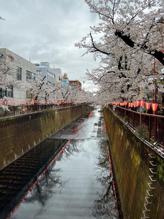 お花見🌸｜写メ日記｜松風みやび｜銀座・新橋・汐留 出張エステ Mrs. Dandy Ginza