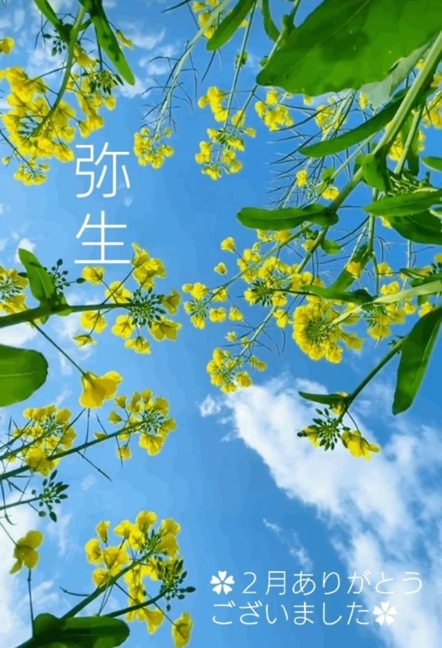 ✦　弥　生　✦｜写メ日記｜冨永かがり｜銀座・新橋・汐留 出張エステ Mrs. Dandy Ginza