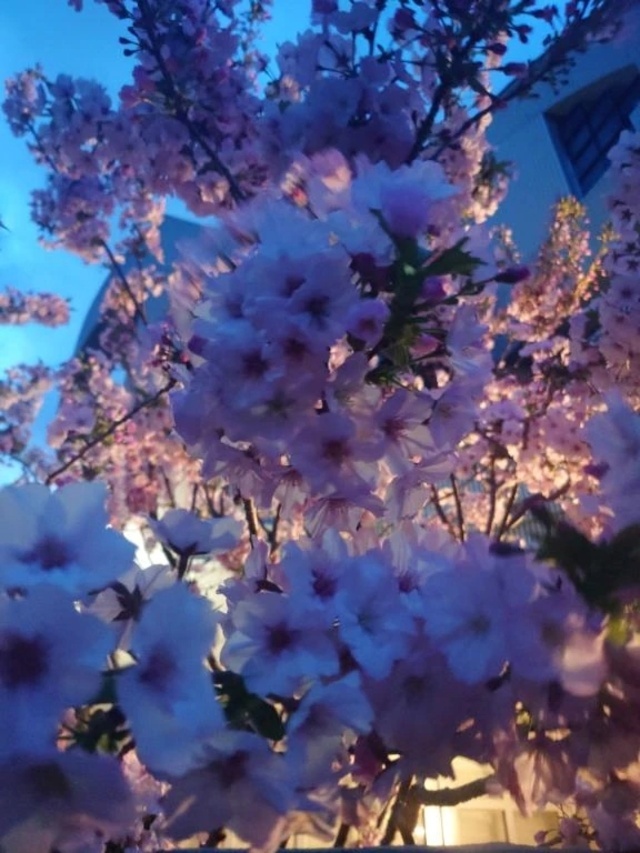 🌸　🌸　🌸｜写メ日記｜冨永かがり｜銀座・新橋・汐留 出張エステ Mrs. Dandy Ginza