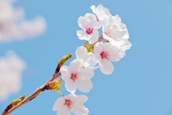 出勤｜写メ日記｜水上まい｜銀座・新橋・汐留 出張エステ Mrs. Dandy Ginza