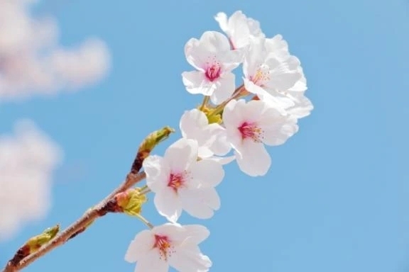 出勤♪｜写メ日記｜水上まい｜銀座・新橋・汐留 出張エステ Mrs. Dandy Ginza