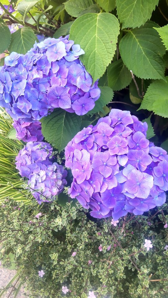 芒種(ぼうしゅ)