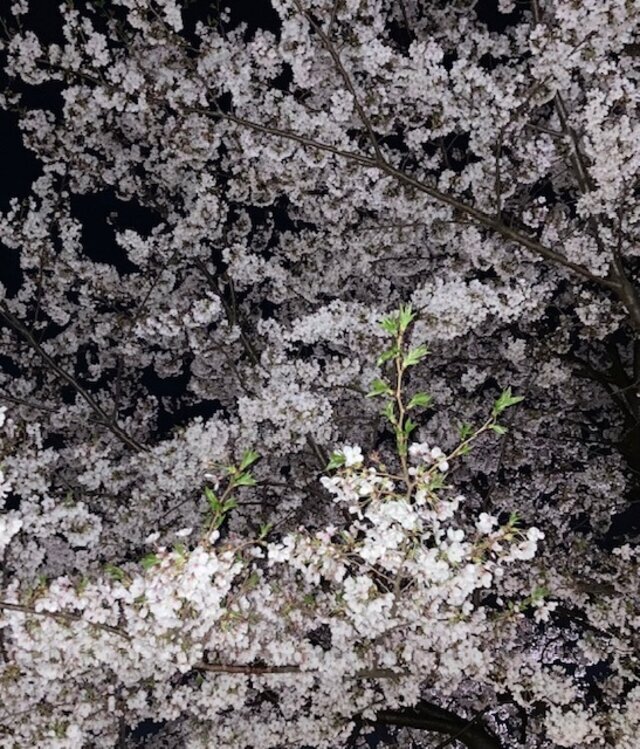 夜桜フォ〜！｜写メ日記｜まい｜大塚・巣鴨 出張エステ 大塚　虹いろ回春