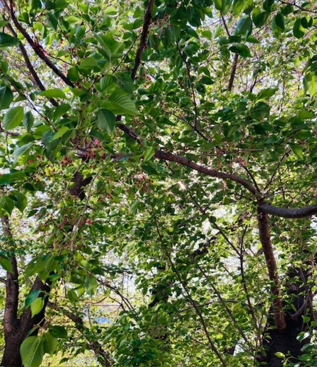 新緑｜写メ日記｜まい｜大塚・巣鴨 出張エステ 大塚　虹いろ回春