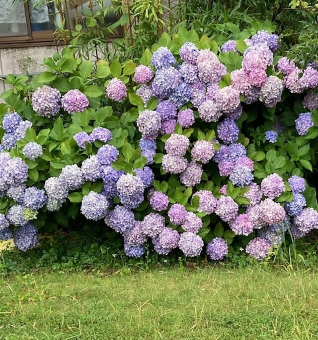 紫陽花大盛り｜写メ日記｜まい｜大塚・巣鴨 出張エステ 大塚　虹いろ回春