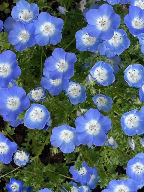 本日の状況と、5月後半の予定。｜写メ日記｜ちどり｜大塚・巣鴨 出張エステ 大塚　虹いろ回春