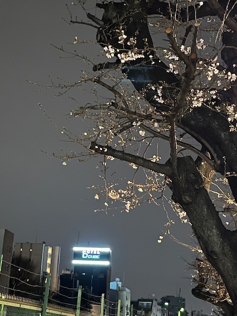 おはようございます｜写メ日記｜ちどり｜大塚・巣鴨 出張エステ 大塚　虹いろ回春