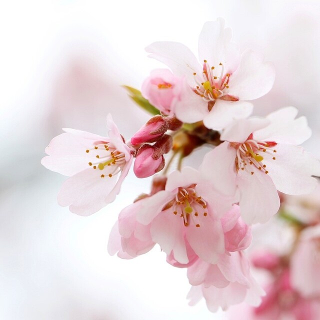 開花宣言