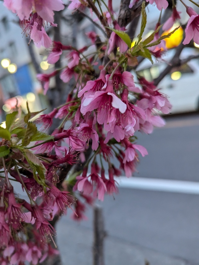 おはようございます(^o^)｜写メ日記｜やよい｜大塚・巣鴨 出張エステ 大塚　虹いろ回春