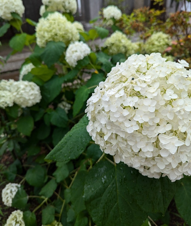こんばんは(*^^*)｜写メ日記｜やよい｜大塚・巣鴨 出張エステ 大塚　虹いろ回春
