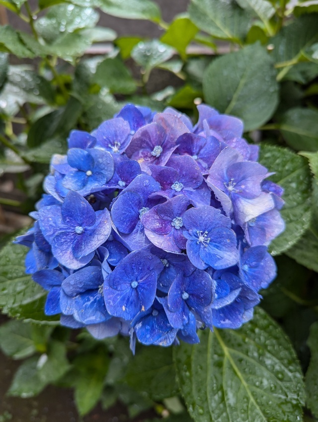 こんばんは(*´∀｀*)｜写メ日記｜やよい｜大塚・巣鴨 出張エステ 大塚　虹いろ回春