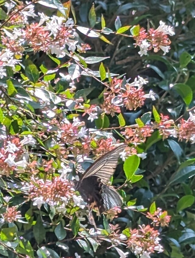 こんばんは(*´∀｀*)