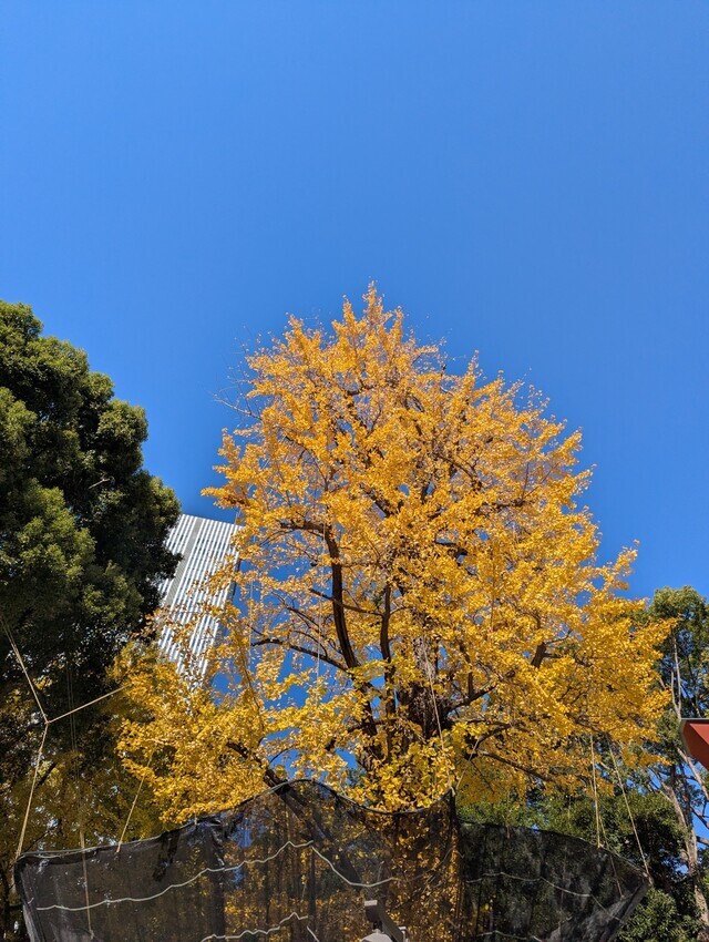 こんにちは(^o^)