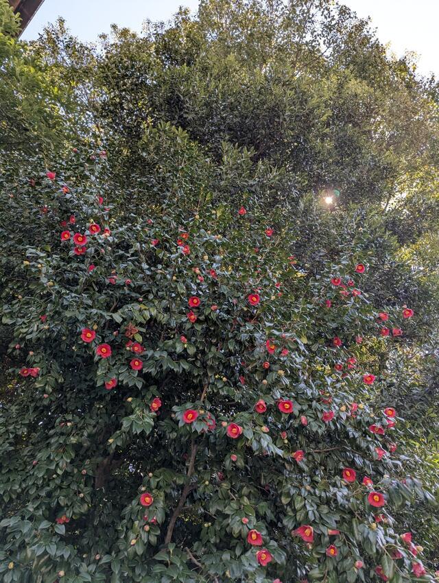 おはようございます(*´ω｀*)｜写メ日記｜やよい｜大塚・巣鴨 出張エステ 大塚　虹いろ回春