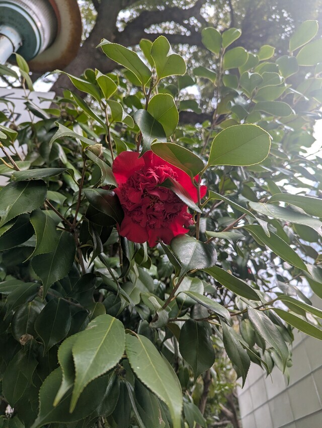 おはようございます(*^^*)｜写メ日記｜やよい｜大塚・巣鴨 出張エステ 大塚　虹いろ回春