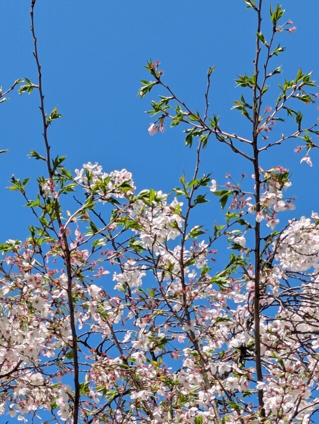 こんばんは(*^▽^*)｜写メ日記｜やよい｜大塚・巣鴨 出張エステ 大塚　虹いろ回春