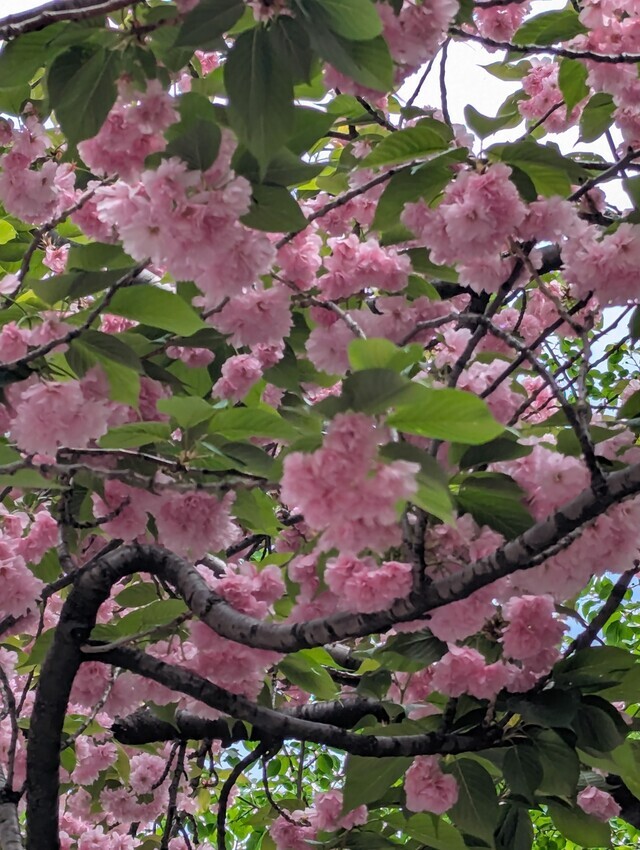 こんばんは(*^▽^*)｜写メ日記｜やよい｜大塚・巣鴨 出張エステ 大塚　虹いろ回春