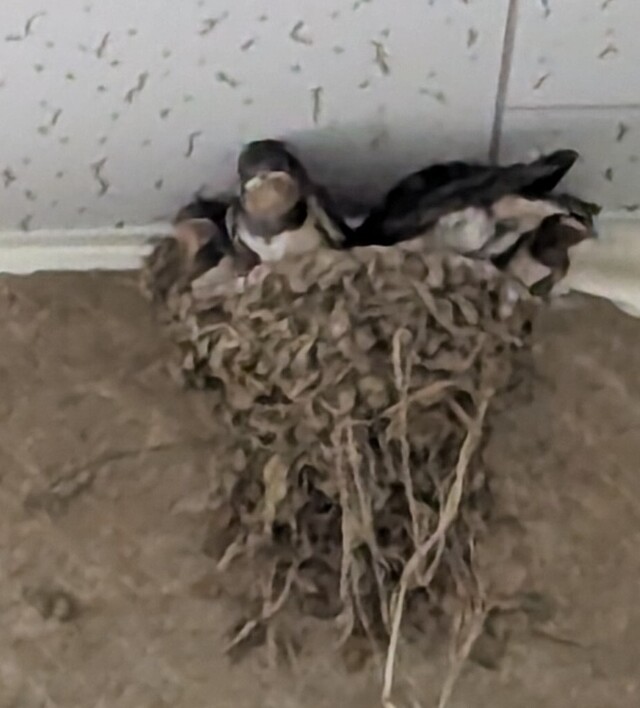 こんばんは(*^▽^*)｜写メ日記｜やよい｜大塚・巣鴨 出張エステ 大塚　虹いろ回春