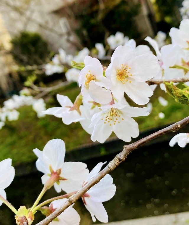 おはようございます｜写メ日記｜さやか｜大塚・巣鴨 出張エステ 大塚　虹いろ回春