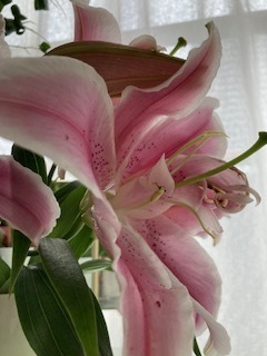 〜追加出勤のおしらせ〜｜写メ日記｜ようか｜大塚・巣鴨 出張エステ 大塚　虹いろ回春