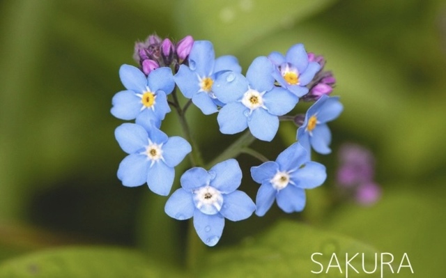 お待ちしております｜写メ日記｜さくら｜大塚・巣鴨 出張エステ 大塚　虹いろ回春