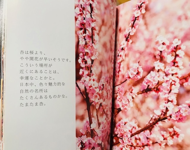 明日15:00〜出勤致します｜写メ日記｜さくら｜大塚・巣鴨 出張エステ 大塚　虹いろ回春