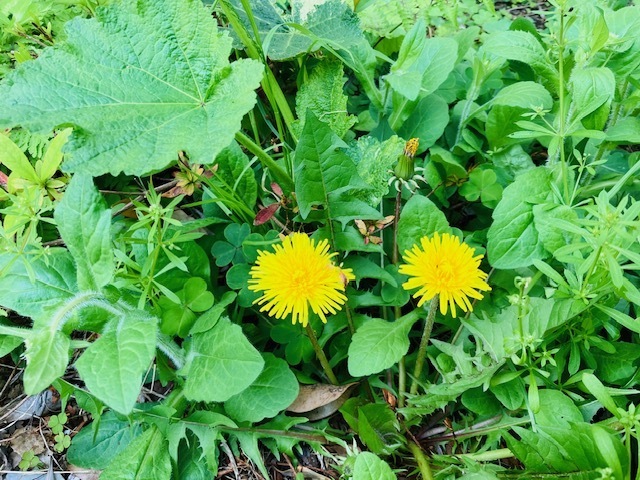 本日出勤来週の出勤予定
