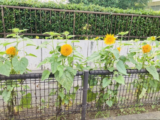 暑中お見舞い申し上げます