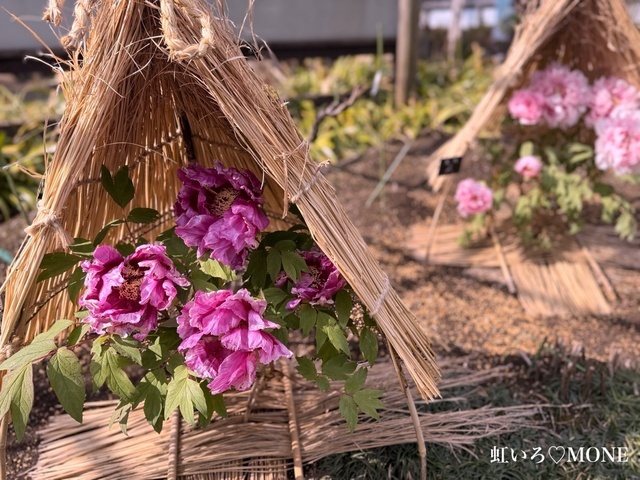 冬ぼたん、寒ぼたん｜写メ日記｜もね｜大塚・巣鴨 出張エステ 大塚　虹いろ回春