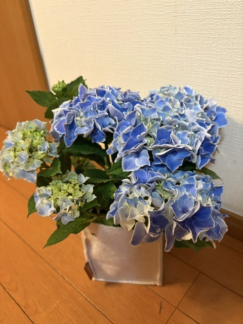 今週ありがとうございます♀｜写メ日記｜ひびき｜大塚・巣鴨 出張エステ 大塚　虹いろ回春