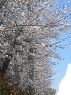 お花見日和〜｜写メ日記｜しゅり｜大塚・巣鴨 出張エステ 大塚　虹いろ回春
