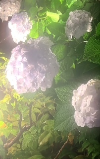 水無月|写メ日記|しゅり|大塚・巣鴨 出張エステ 大塚 虹いろ回春